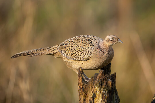 Female common pheasant, phasianus colchicus, hen perched on a wooden post isolated from background
