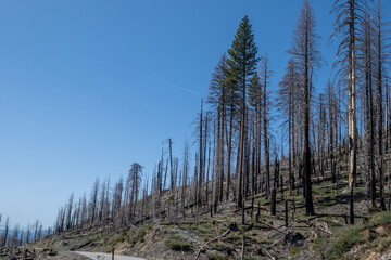 Panoramic view of a burnt portion of the forest along highway 120 towards Yosemite National Park, California, USA.