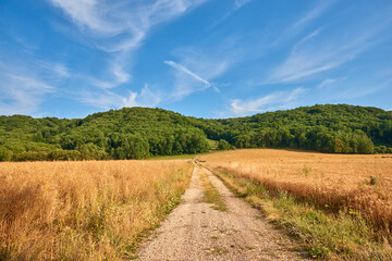Dirt road through yellow farm land leading to dense green forest on a sunny day in France. Colorful...