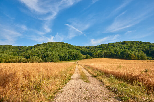 Dirt road through yellow farm land leading to dense green forest on a sunny day in France. Colorful nature landscape of rural wheat fields near quiet woodland with a stunning blue sky with copy space