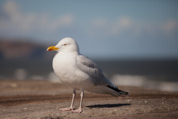 common herring gull Larus argentatus standing on a wall with a blue background selective focus
