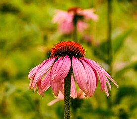 Beautiful close-up of echinacea purpurea, Belgium