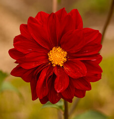 Beautiful close-up of a red dahlia