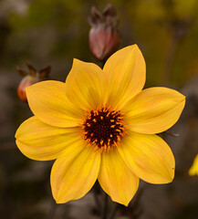 Beautiful close-up of a dahlia