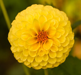 Beautiful close-up of a ball dahlia