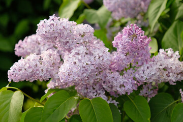 Inflorescences of lilac on branch and green leaves. Beautiful flowering purple flowers of lilac tree (Syringa vulgaris). Blossom in Spring, close up.