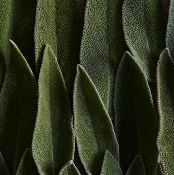 Macro image of sage leaves