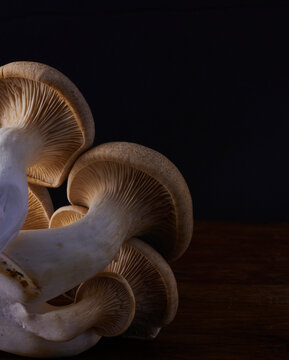 Macro image of mushroom in low light