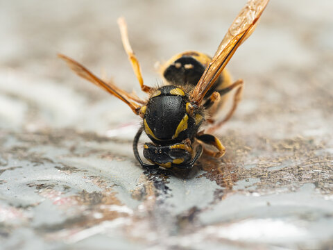 Macro image of a dead bee from a declining hive suffering from Colony Collapse Disorder. Germany