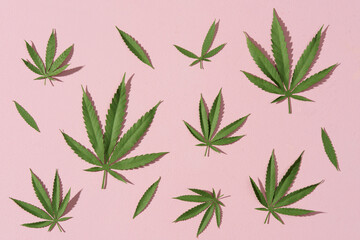 Green hemp leaves on pink background, flat lay