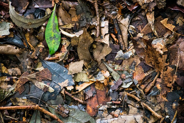 dry tree leaves on the floor