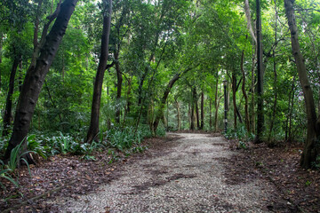 Fototapeta premium beautiful forest on a concrete path