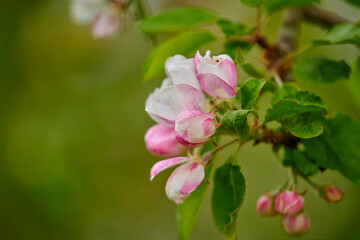 Closeup view of Malus pumila flowers in focus as nature background. Springtime flowers bloom and show their beauty in detail. Isolated view of the plant growing in a garden or a forest