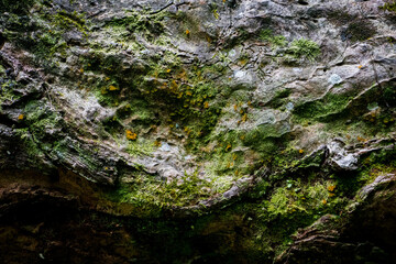 wood texture with moss and moisture