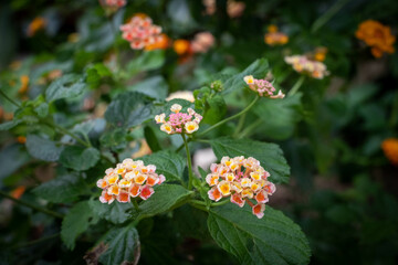 colorful flowers and green leaves