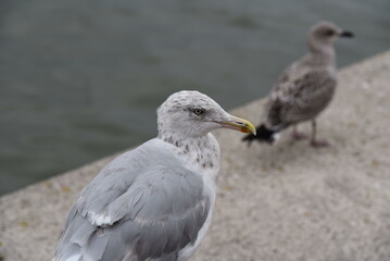 Gulls on the dock
