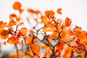Abstract autumn background with orange leaves, selective focus.