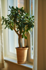 Fototapeta premium Jade or crassula pot plant growing in pot as interior home decoration and believed to bring good luck. Small lucky or money tree near bright living room or study window used to improve oxygen quality