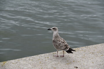 Gull on dock