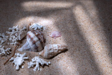 Shells and corals lie on the sand in diffused light.