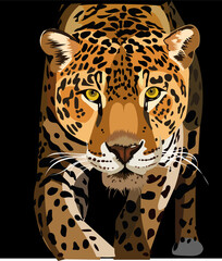 Obraz premium leopard on black