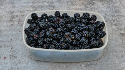 Freshly picked blackberries in a plastic box.