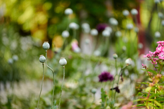 Wild opium or breadseed poppy flowers growing in a botanical garden with blurred background and copy space. Closeup of papaver somniferum plant buds blooming in nature on a sunny day in spring