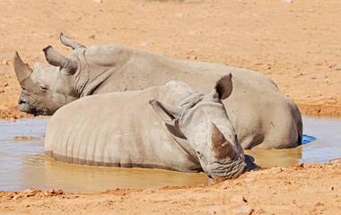 Two black rhinos taking a cooling mud bath in a dry sand wildlife reserve in a hot savanna area in...