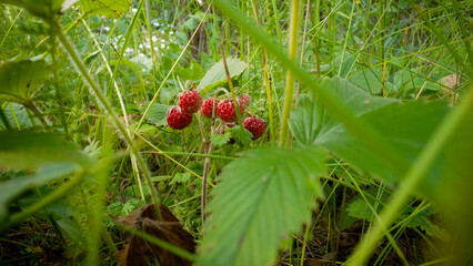 Obraz premium Fragrant, juicy, red strawberries growing in a clearing. Strawberries don't grow in a clearing. Strawberries grow in a clearing on a sunny day.