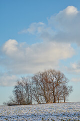 Snow covered forest landscape on a winter day with copy space. Bare tree branches and a cloudy blue sky over a field covered with white, icy frost. The woods in winter on a peaceful, quiet morning