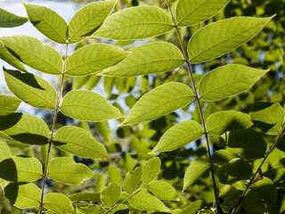 The leaves of the bush, translucent by the sun, in the park, on a sunny day. Close-up
