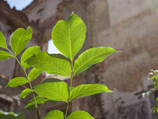 Leaves of a plant shining through the sun, surrounded by old ruins