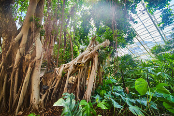 Rainforest greenhouse and tree with large roots