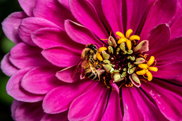 Buzzing Bee wants Nectar