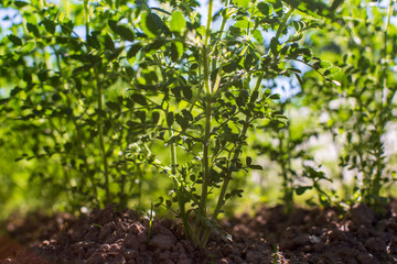 Chickpea crops planted in soil get ripe under sun. Cultivated land close up with sprout. Agriculture plant growing in bed row. Green natural food crop