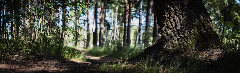 Obraz premium Forest path close-up with cones and roots. Low point of view in nature landscape with strong blurry background. Ecology environment