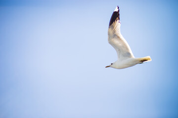 Seagull flying on blue clear sky background. Close-up shot
