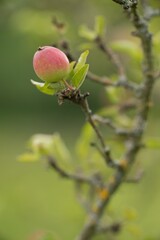 apple tree blossom