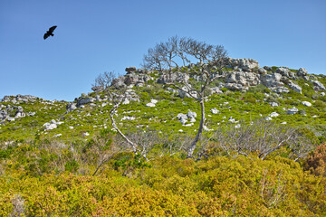 Landscape view of flowers, greenery, and plants on a mountain against a blue sky during summer in Cape Town, South Africa. Beautiful scenic view of a natural landmark on a sunny day with vegetation