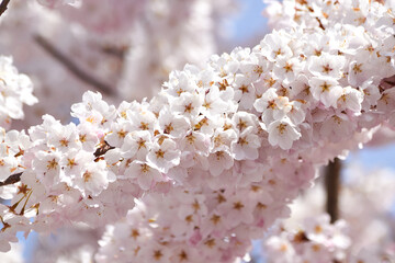 Blooming Cherry Blossoms