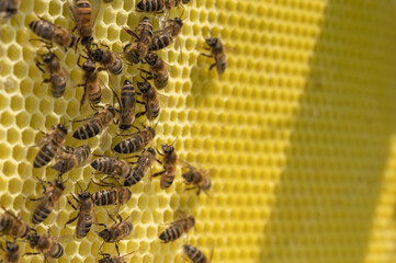 Pszczoła miodna na plastrze. Pszczoła. Pszczółka. Pszczoły na woskowym plastrze w ulu. Życie w ulu. Ul i pszczoły. Wosk pszczeli. Apis Mellifera i miód. Karmiące się pszczoły.  - obrazy, fototapety, plakaty