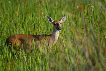 Deer in the grass