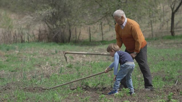 Little kid and grandfather agriculture teamwork, digging and weeding the ground soil of the farmland