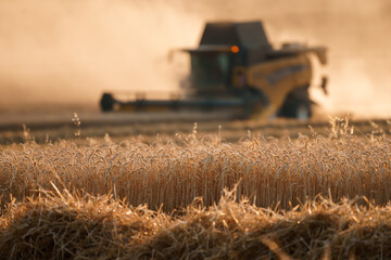Ripe grain on hot summer day is harvest by combine harvester blurred in background