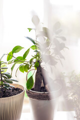 ficus ginseng houseplant and leaves