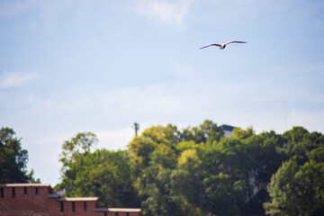 Seagull close-up flies against the background of Nizhny Novgorod