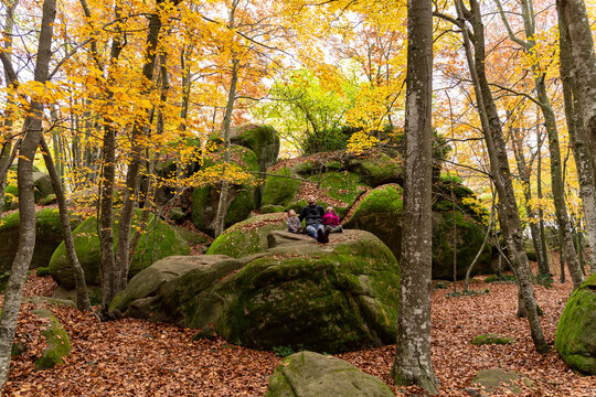Fall Family Portrait in beech forest 