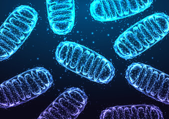 Mitochondria under microscope on dark blue backgound in futuristic glowing low polygonal style.