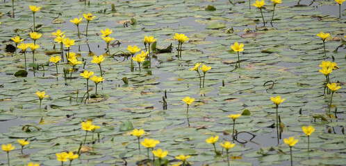 Fringed water lily (Latin name: Nymphoides peltata) groing in masses in this Dutch canal