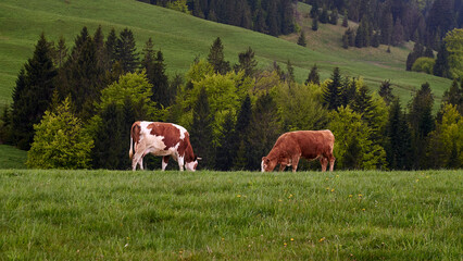 Obraz premium cows grazing in a meadow